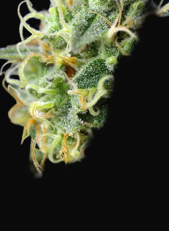 Green Poison CBD