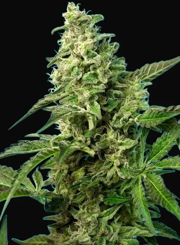 Green Poison F1 Fast Version