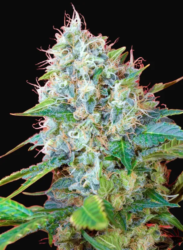 Green Poison