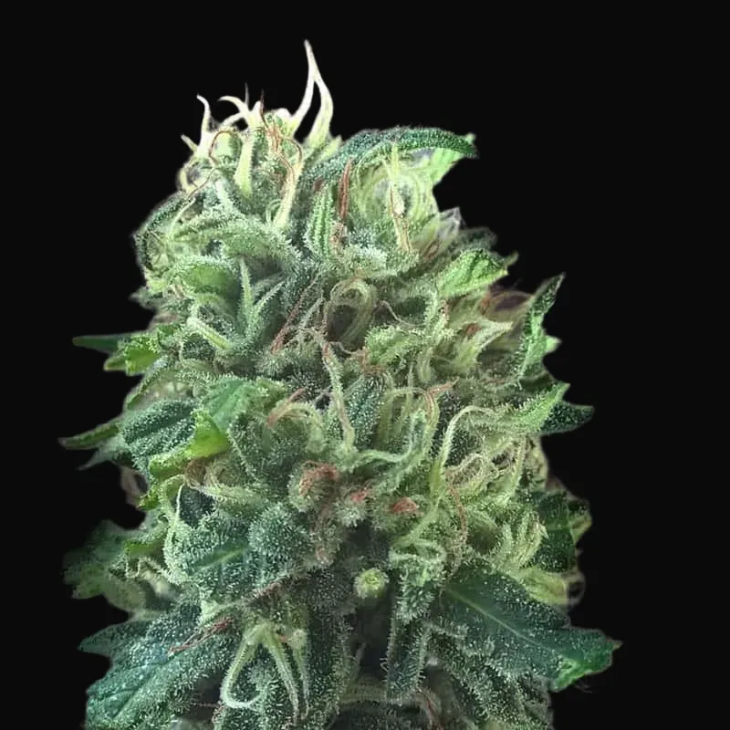Green Scout Cookies