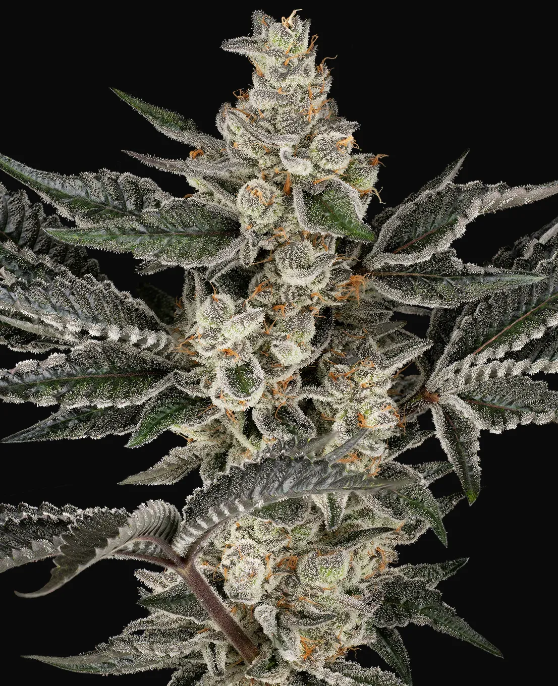 Gremlin's Breath Feminized