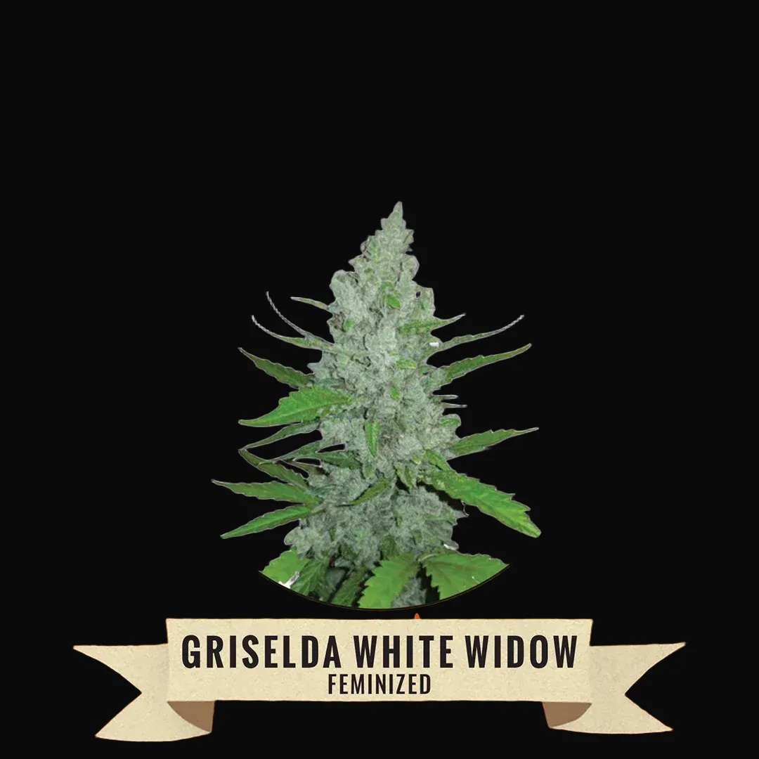 Griselda White Widow