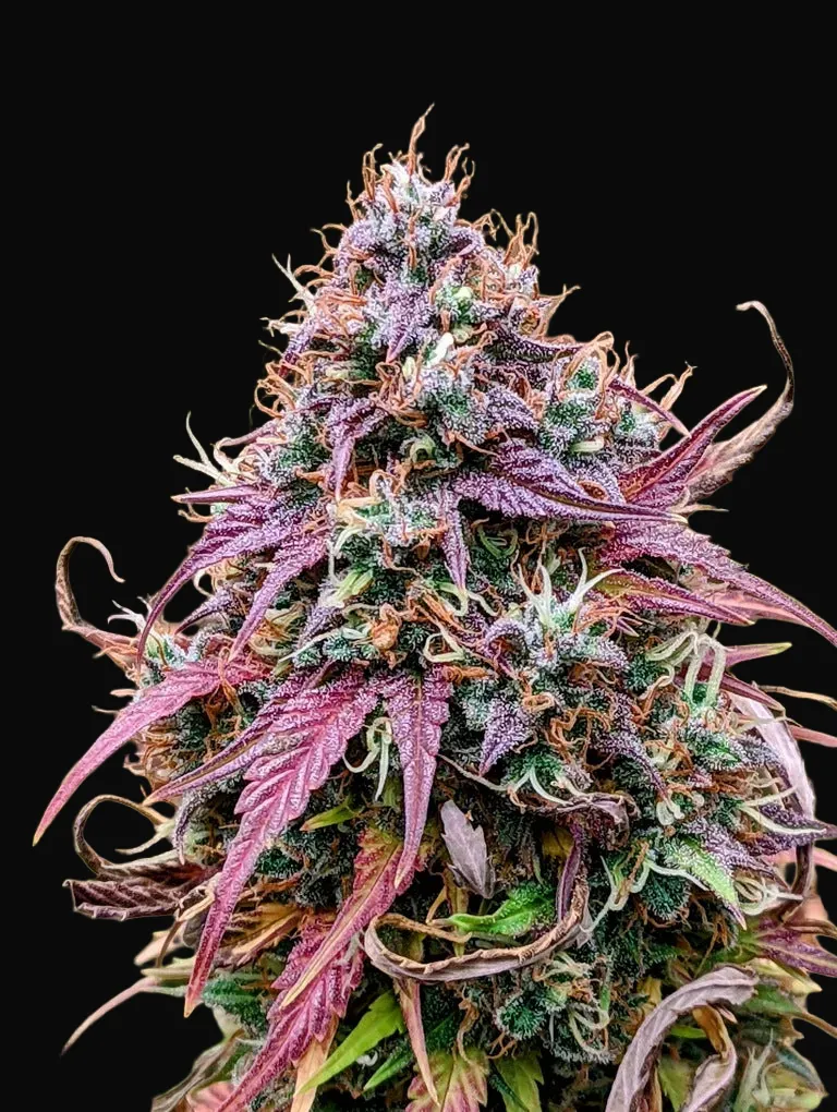Grizzly Crinkle Auto