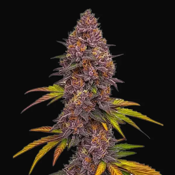 Grizzly Purple Auto