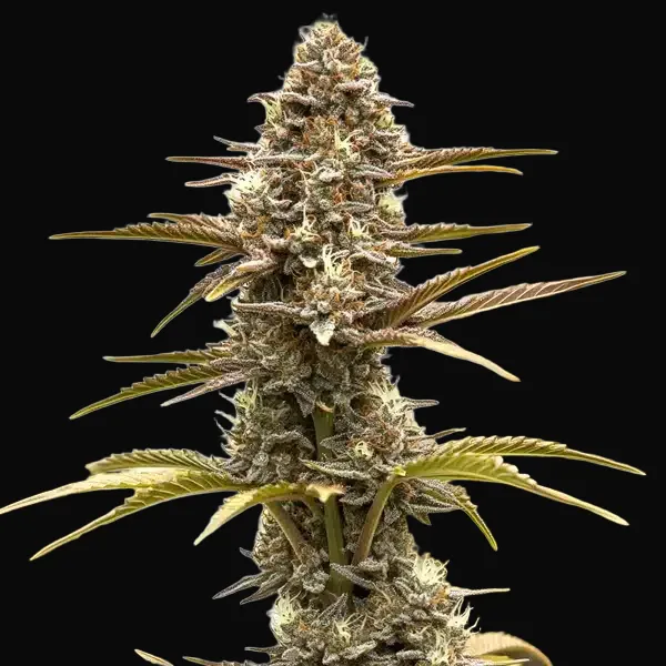 Grizzly Purple Kush