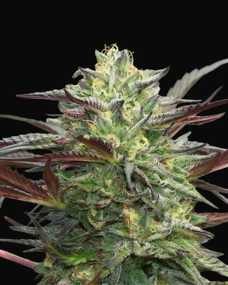 G.S. Cookies