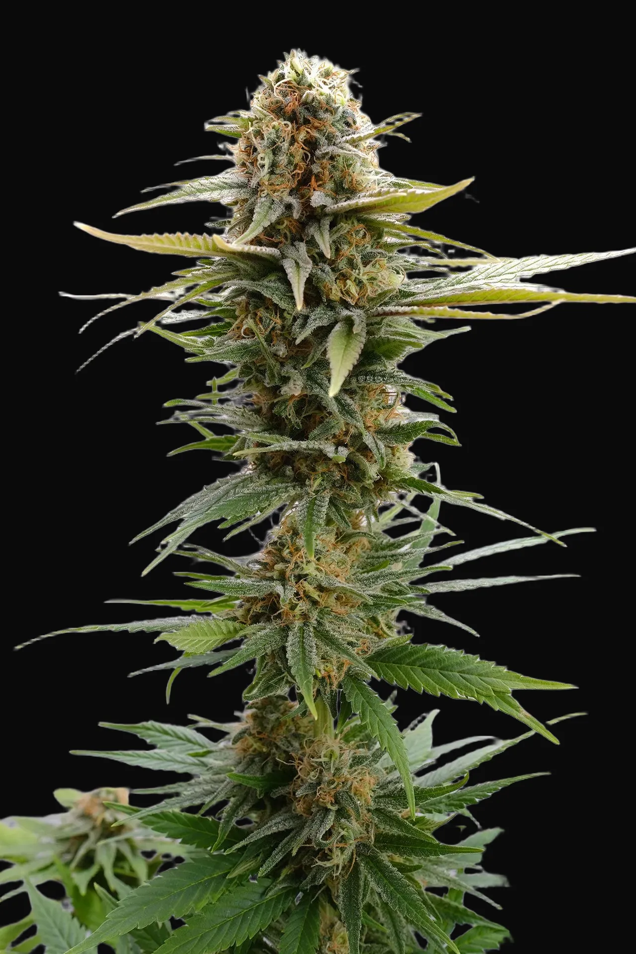 GSC