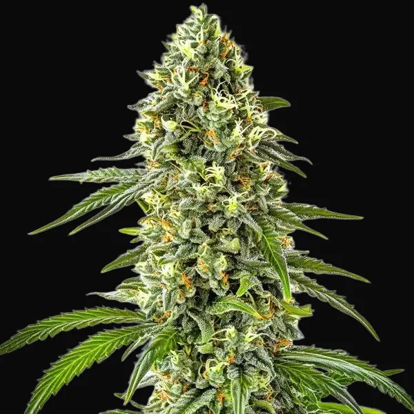 Guanabana