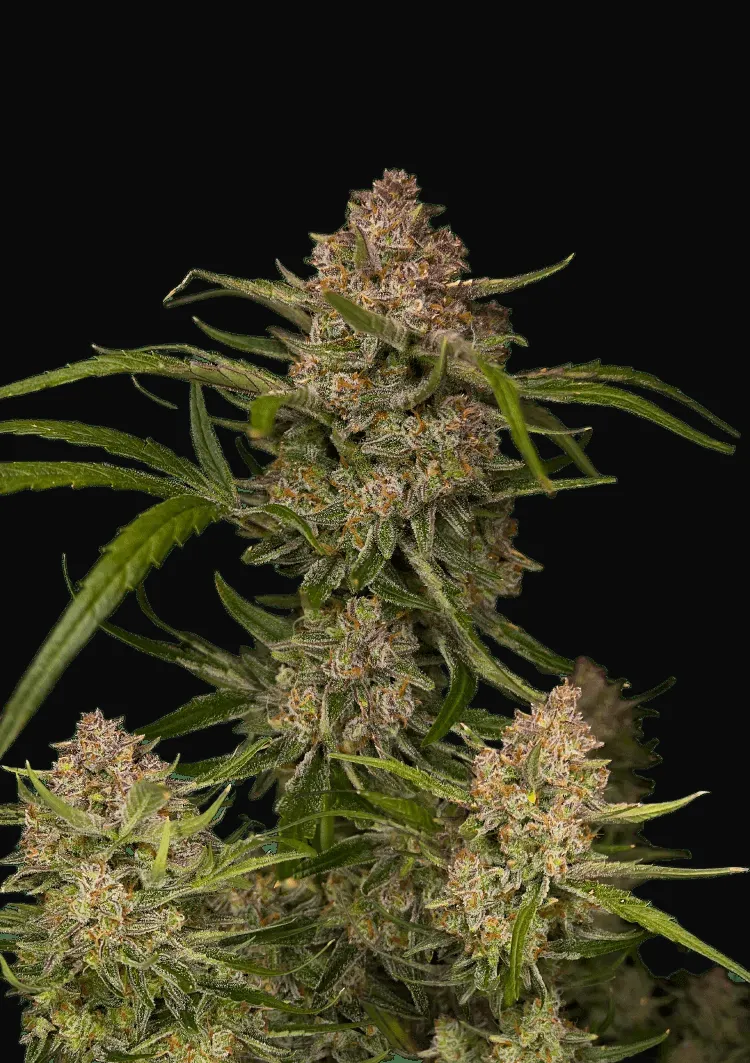 Guava Auto