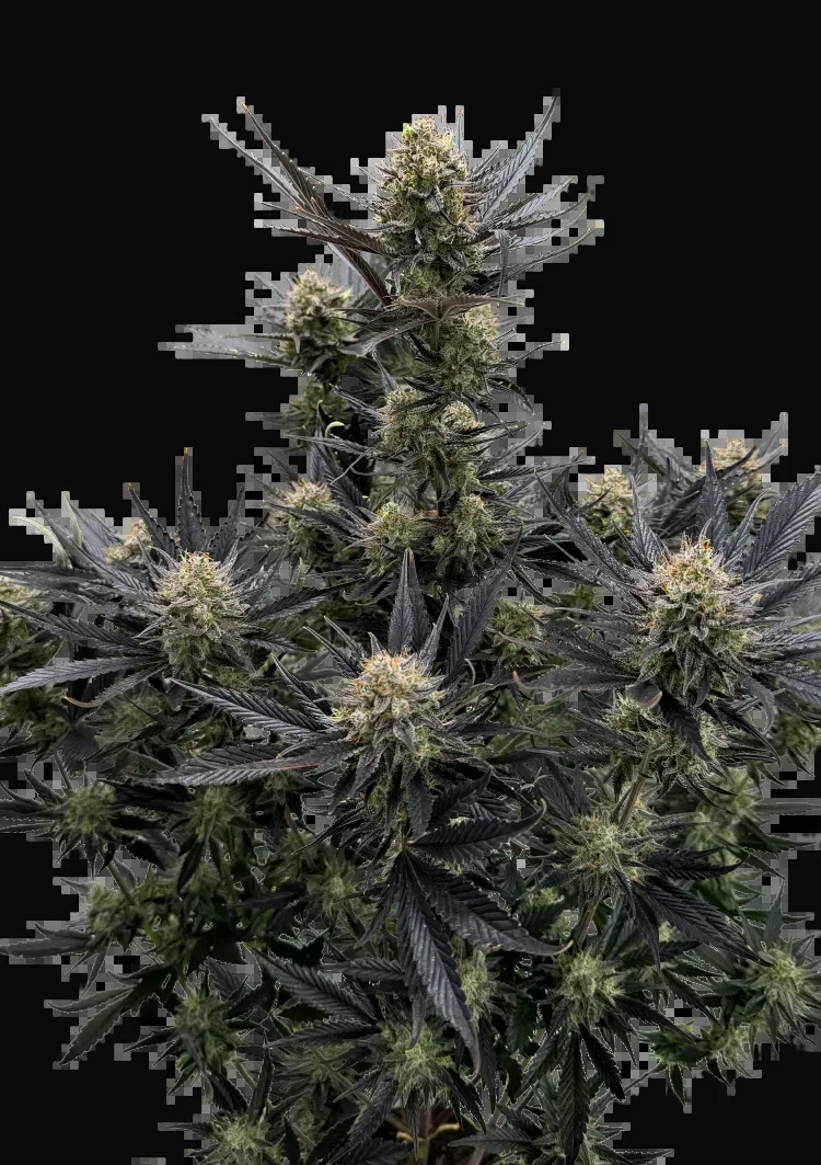Guava Auto RF3