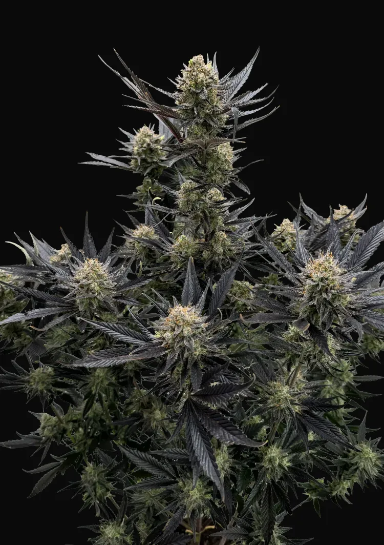 Guava Auto RF3