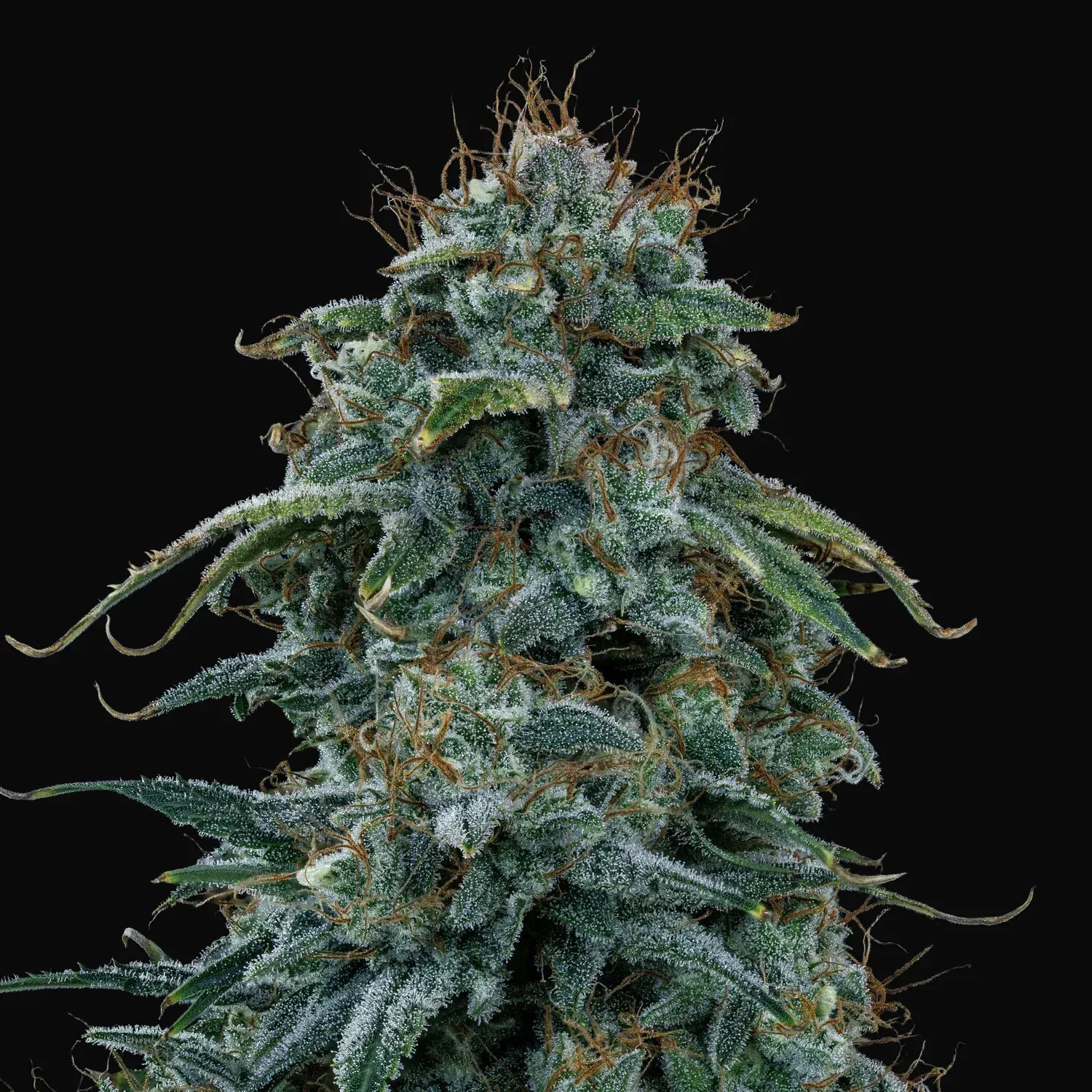 Guava Fig Auto