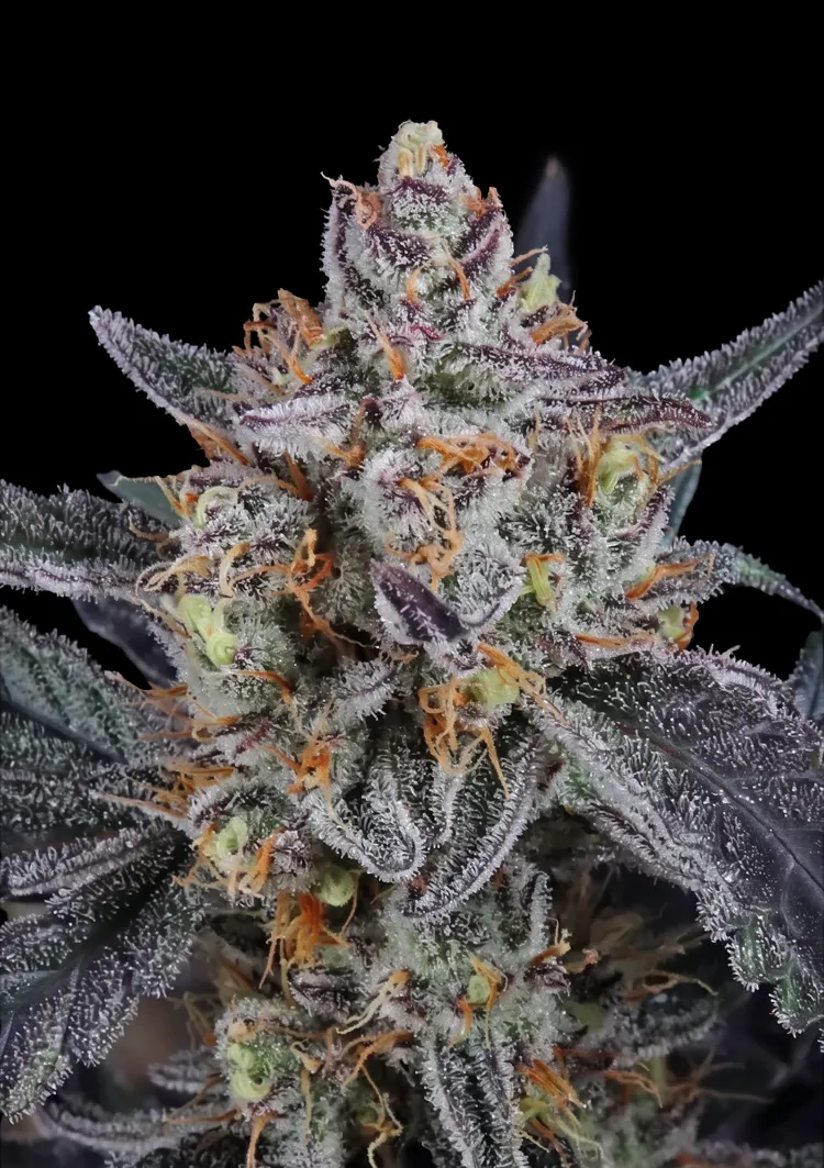 Guava Runtz Auto