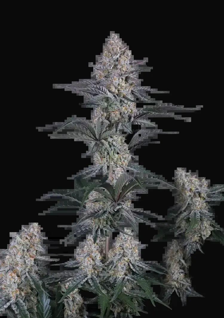 Guava Sundae Auto