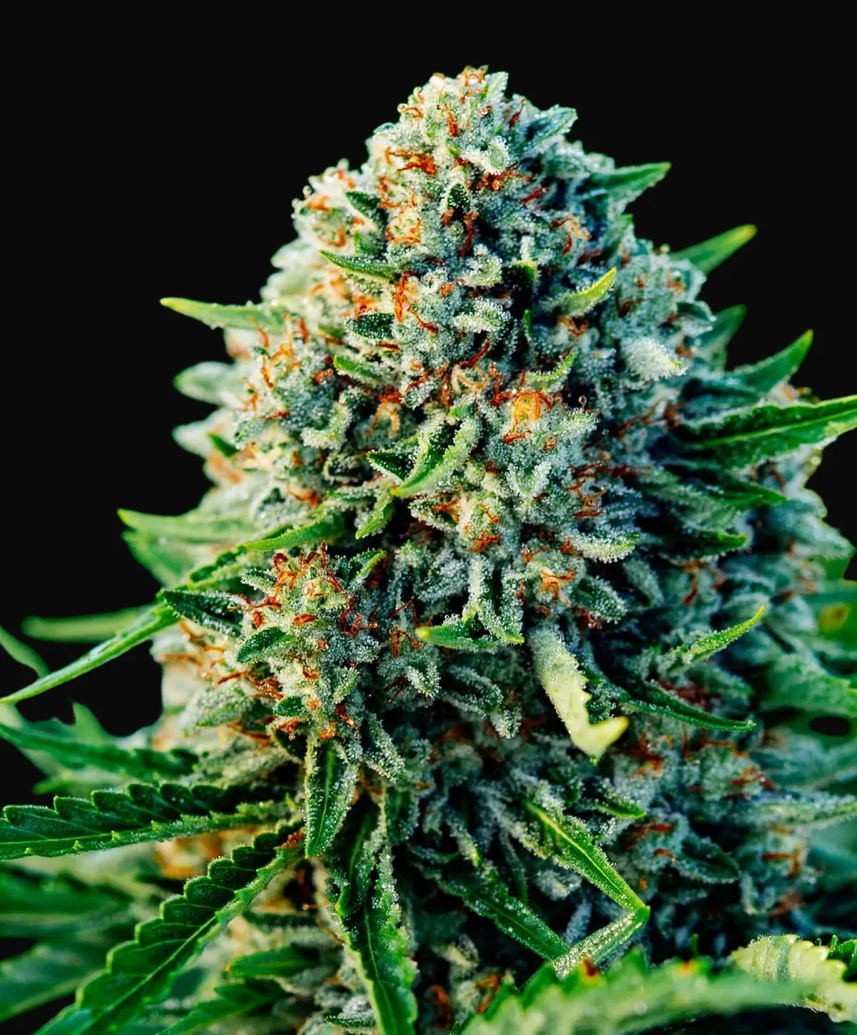 Gummibears Auto