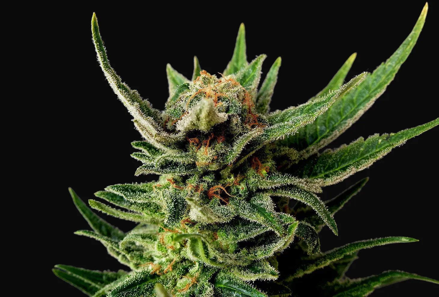 Gypsy Kush