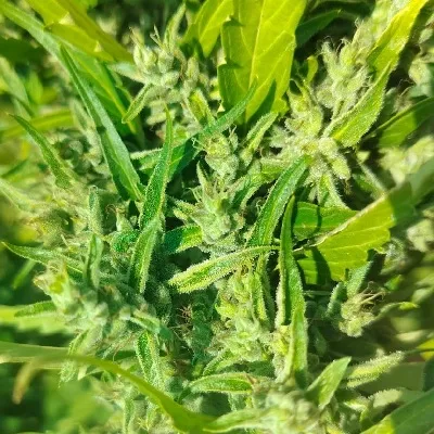 Hangkrarok Manao Regular