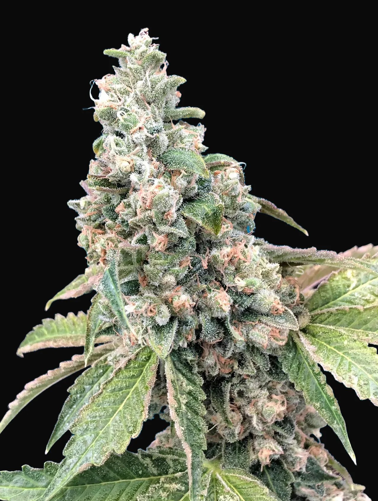 Harlequin CBD