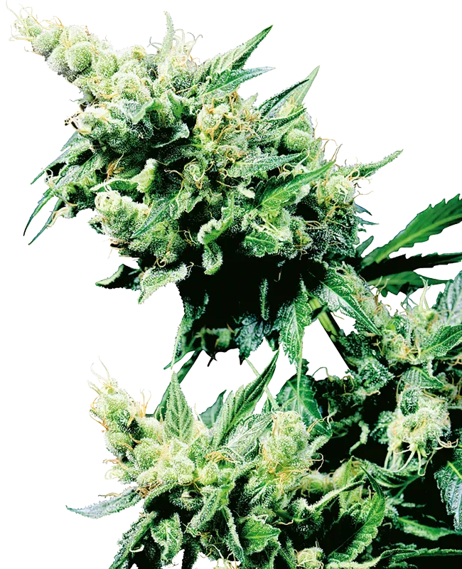 Hash Plant