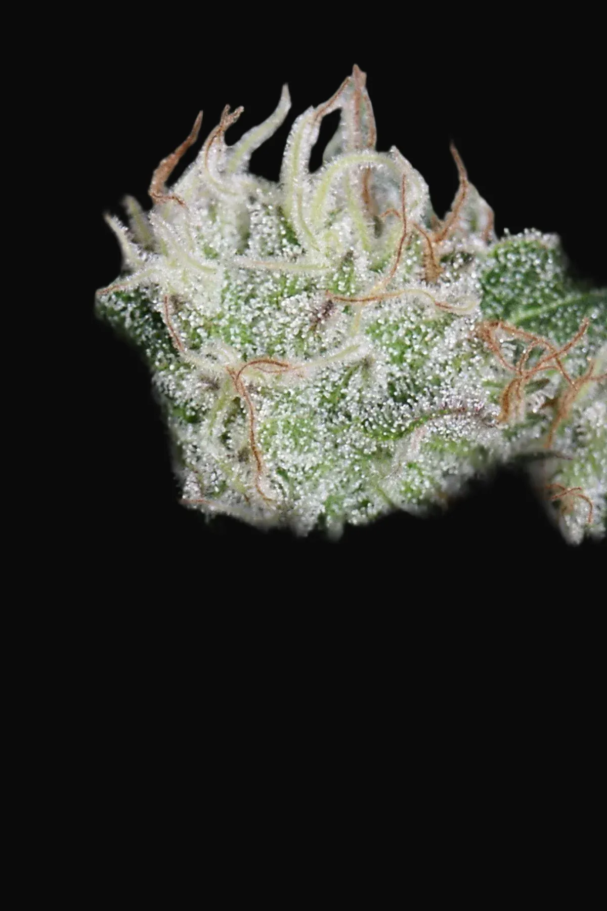 Hashberry