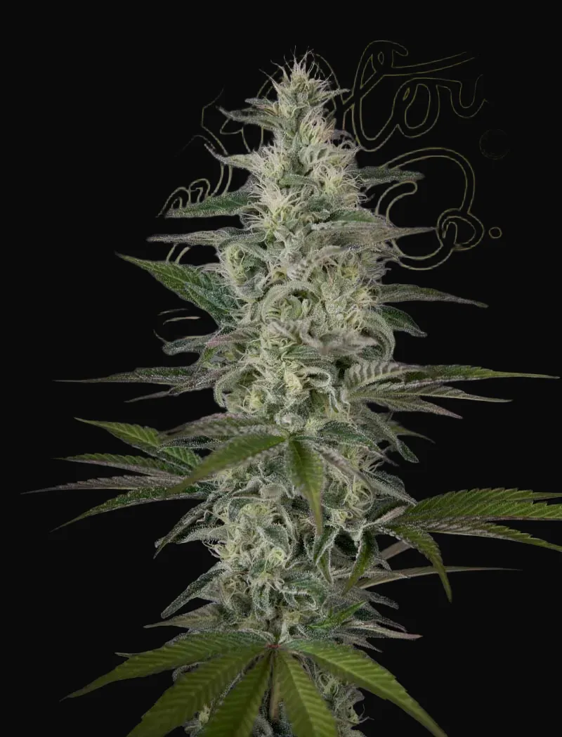 Hawaiian Snow