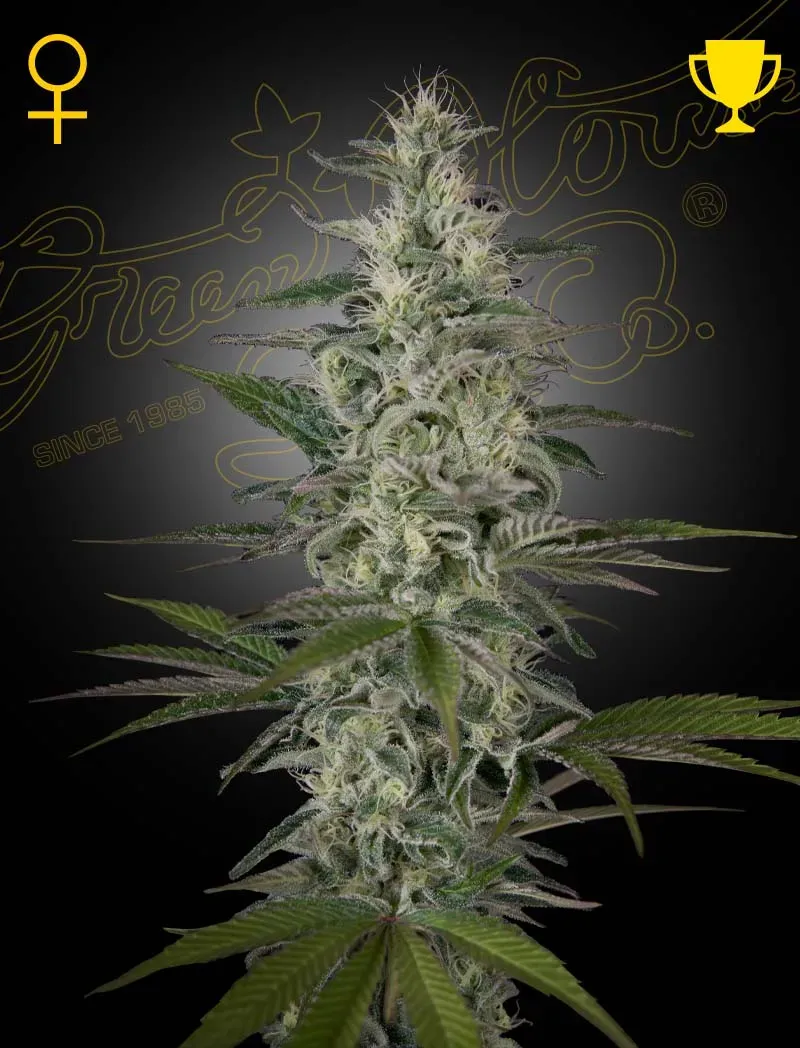 Hawaiian Snow