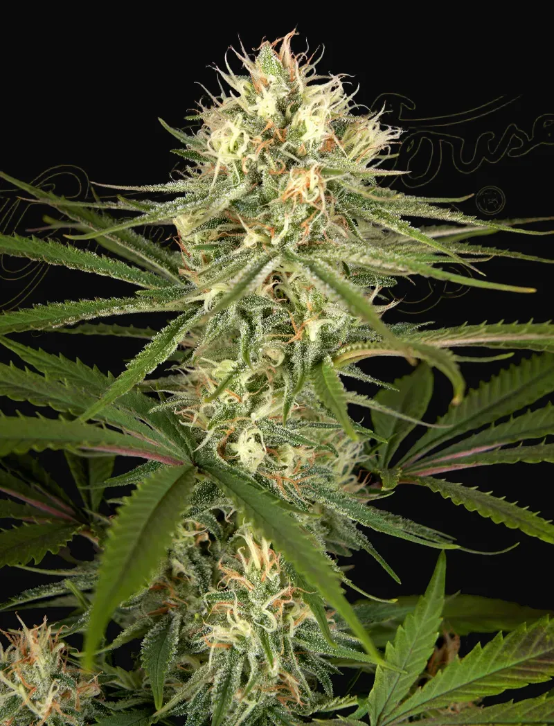 Hawaiian Snow x Amnesia x Dosidos