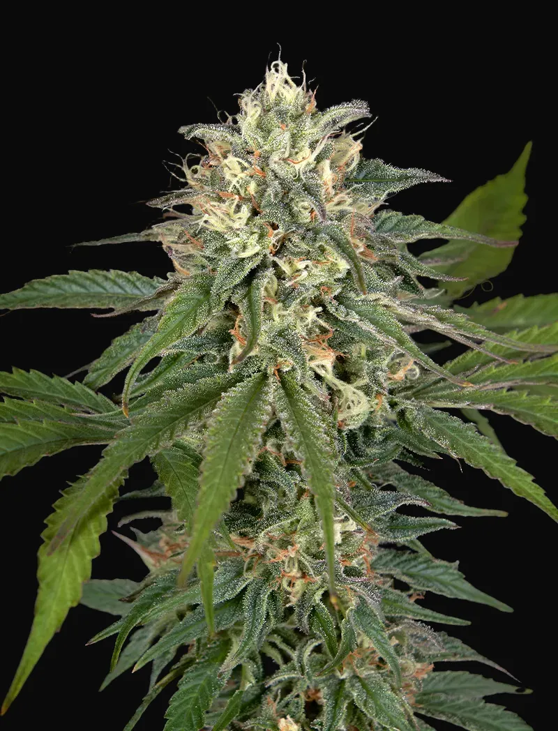 Hawaiian Snow x Amnesia x Face Off