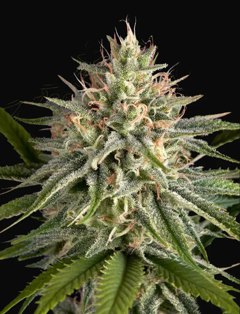 Hawaiian Snow x Sour Banana