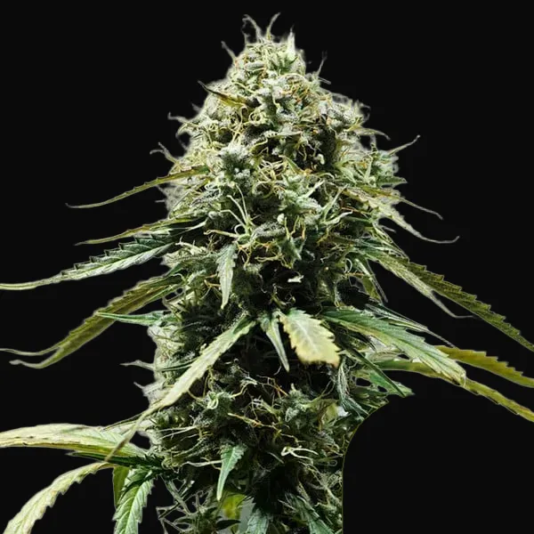 Haze Berry Auto