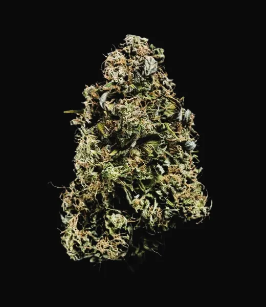 Haze Berry Auto