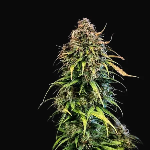 Haze Berry Auto