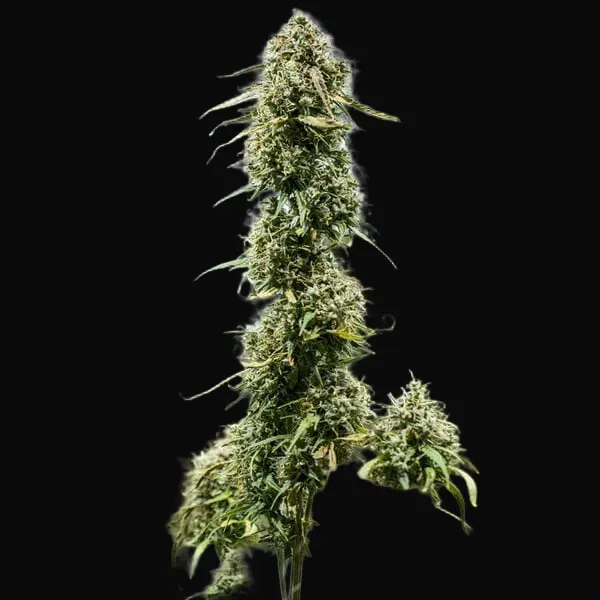 Haze Berry Auto