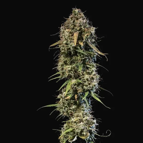 Haze Berry Auto