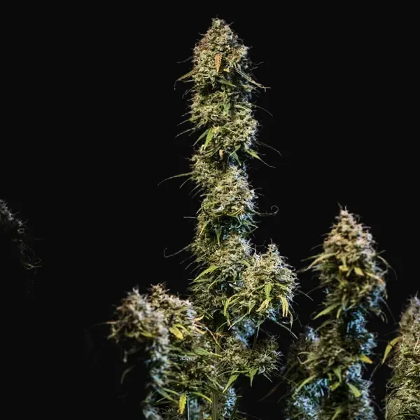 Haze Berry Auto