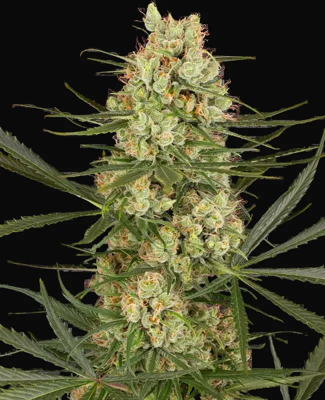 Haze Dawg Automatic