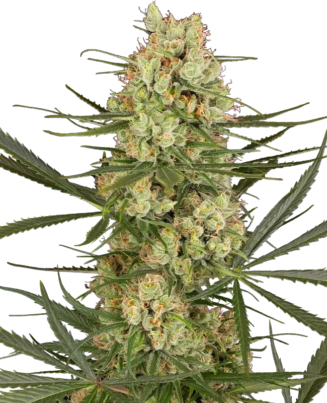Haze Dawg Automatic