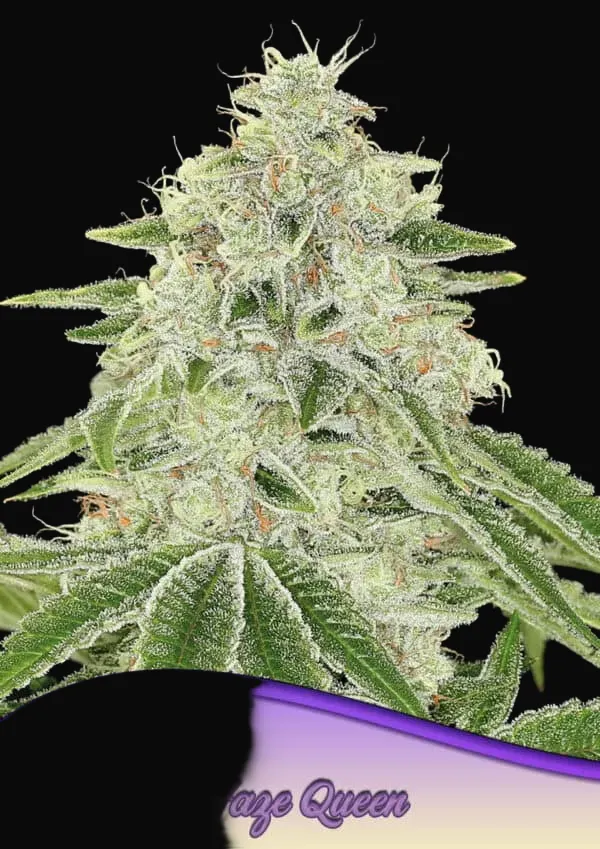 Haze Queen