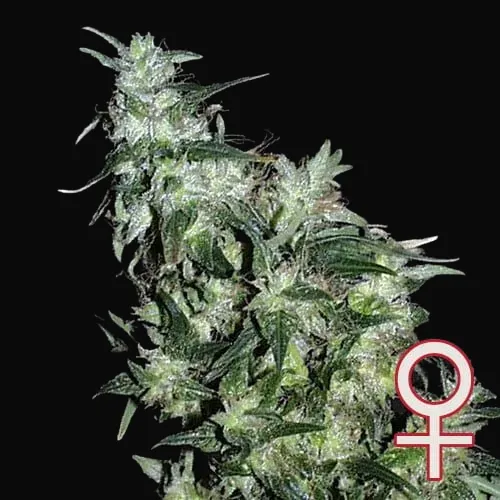 Haze Special