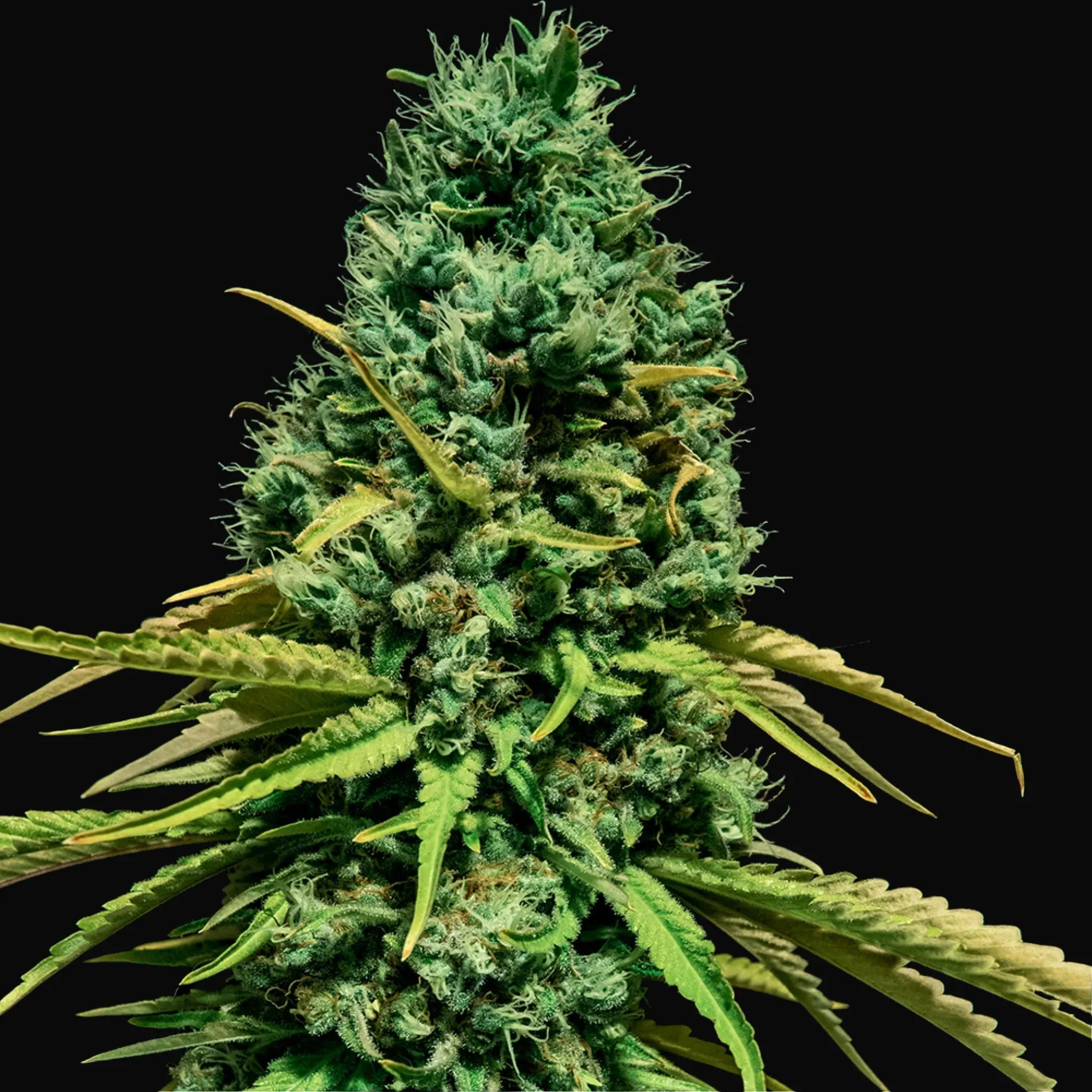 Hell Bells OG