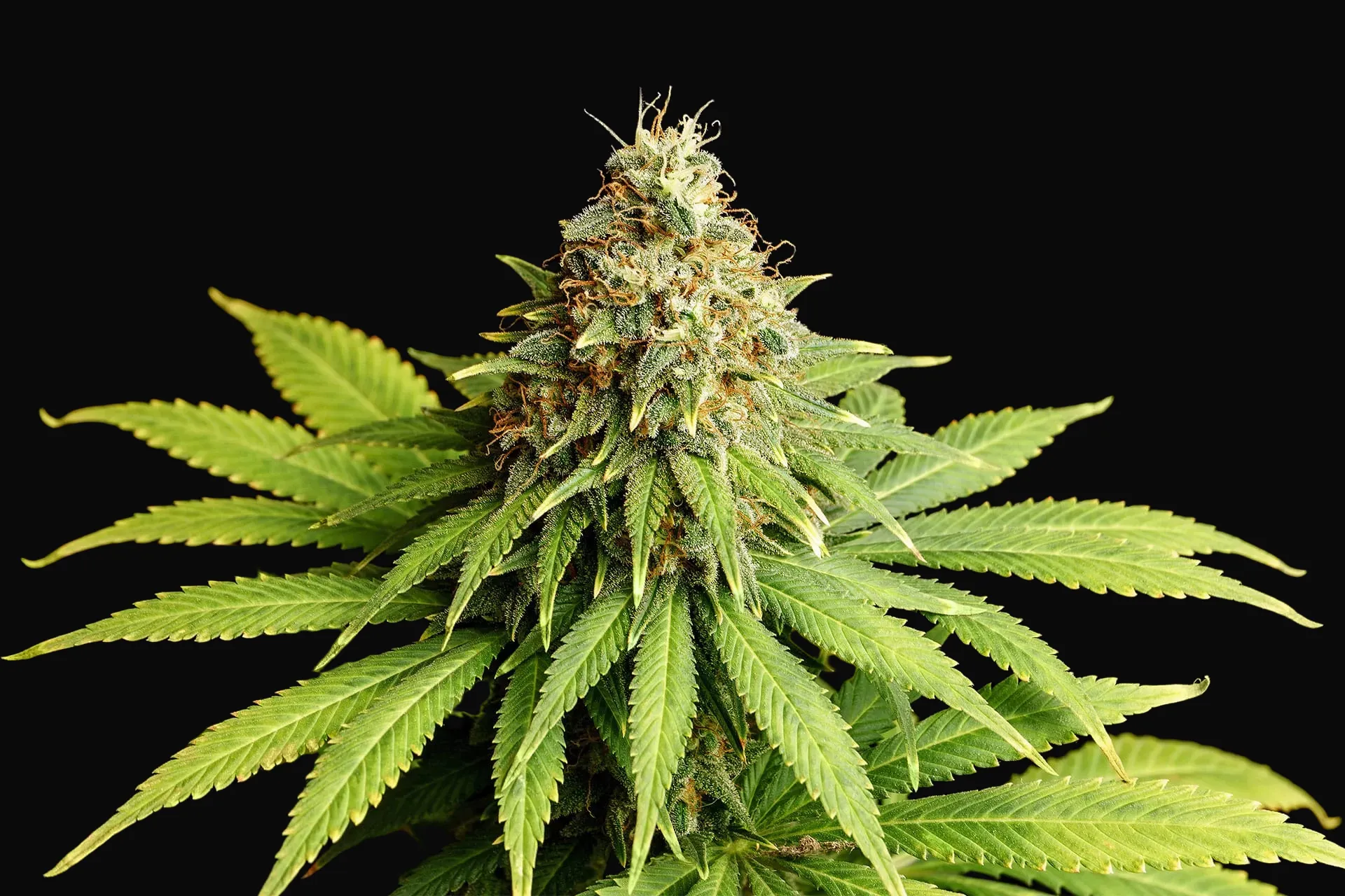 Hellfire OG