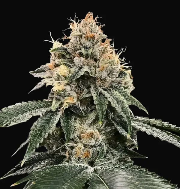 HG23 AKA Michael Jordan