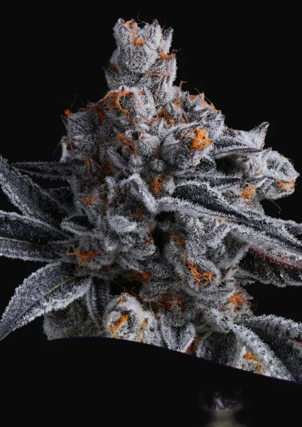 High Mars