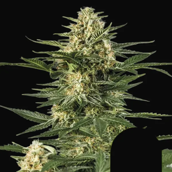 High THC Auto Pack