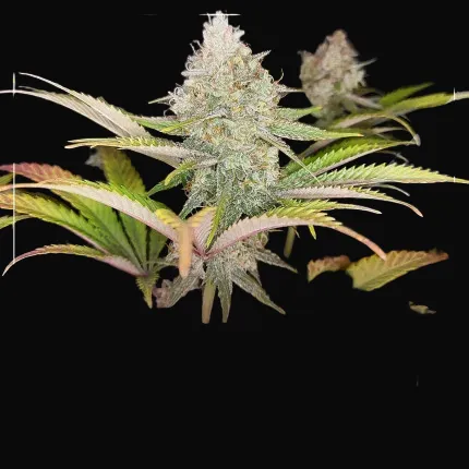 High THC Trial Pack