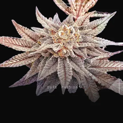 High THC Trial Pack