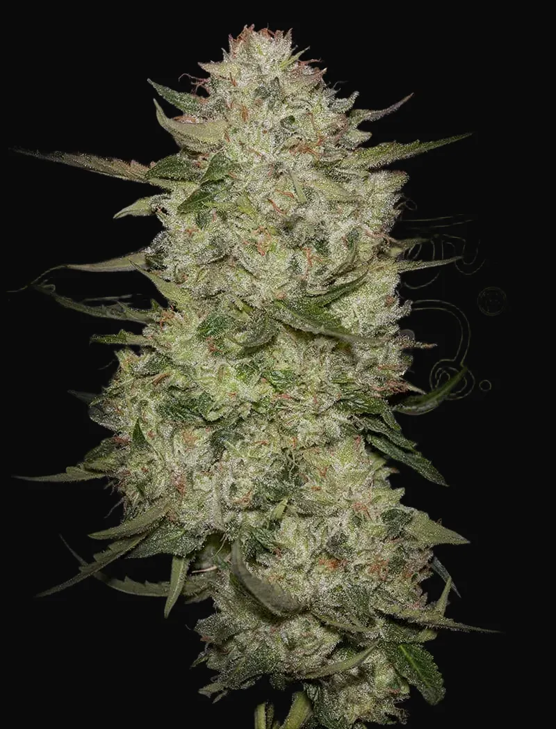 HighCloudZ Auto