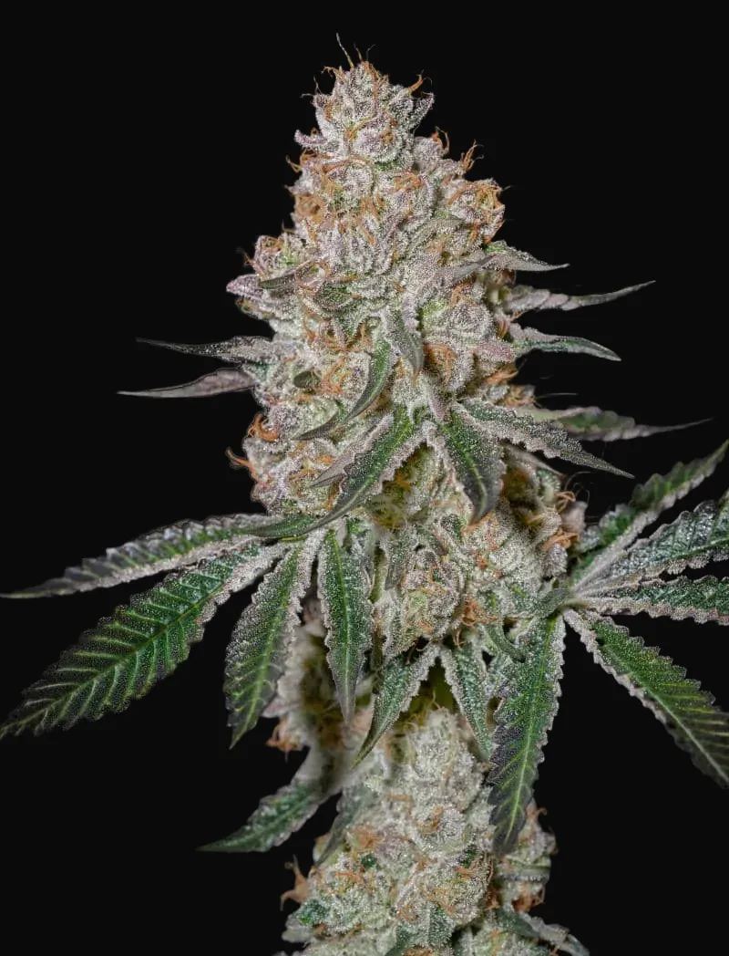 HighCloudZ