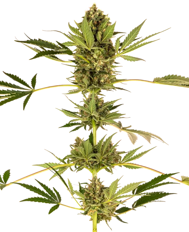 Himalayan CBD Feminized