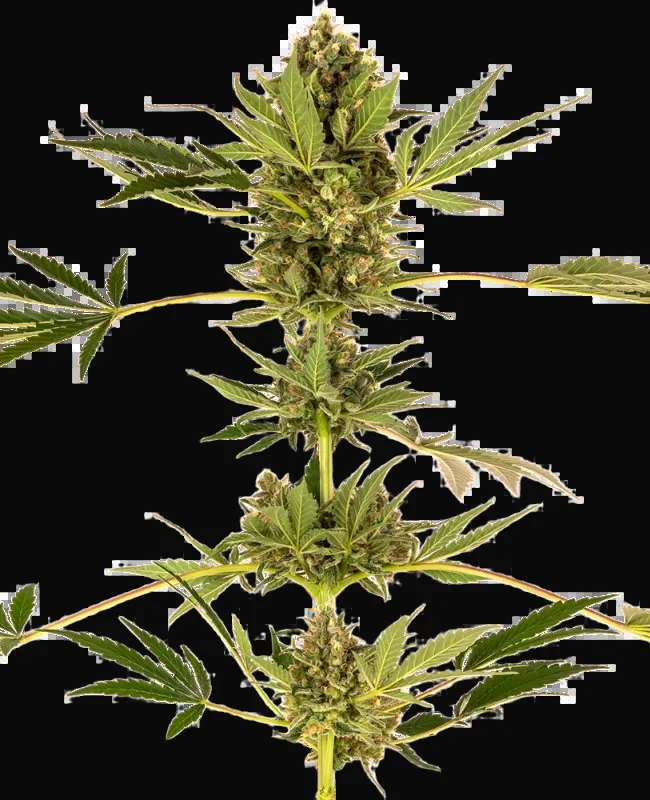 Himalayan CBD